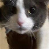 Các 