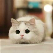 /images/wstouxiang/6281237474528.png