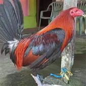 /images/wstouxiang/6281237671208.png