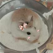 /images/wstouxiang/6281237747718.png