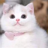 /images/wstouxiang/6281246262045.png