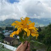 /images/wstouxiang/6281246463870.png