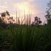 /images/wstouxiang/6281246807060.png