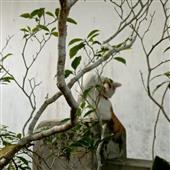 Phượ