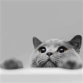 /images/wstouxiang/6281266270312.png