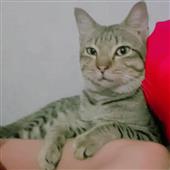 Khỉ 