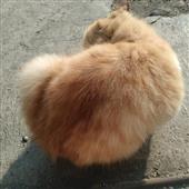 Đánh