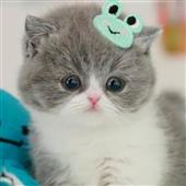 /images/wstouxiang/6281266972720.png