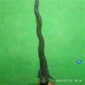 /images/wstouxiang/6281266977129.png
