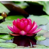 /images/wstouxiang/6281320726166.png