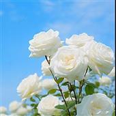 /images/wstouxiang/6281338337911.png