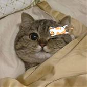/images/wstouxiang/6281338654692.png