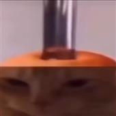MÈO 