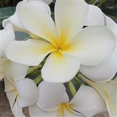 Cộng