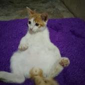 Beti