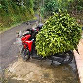 Cuộc
