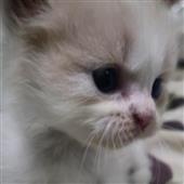 /images/wstouxiang/6285156634123.png