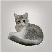 /images/wstouxiang/6285156670020.png