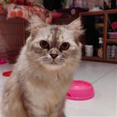 Ngầu
