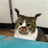 /images/wstouxiang/6285732608480.png
