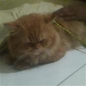 /images/wstouxiang/6285732632997.png